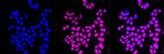 H3K9ac Antibody in Immunocytochemistry (ICC/IF)