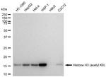 H3K9ac Antibody in Western Blot (WB)