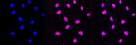 H3K27ac Antibody in Immunocytochemistry (ICC/IF)