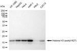 H3K27ac Antibody in Western Blot (WB)