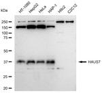 HAUS7 Antibody in Western Blot (WB)