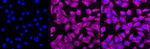 ERK1/ERK2 Antibody in Immunocytochemistry (ICC/IF)