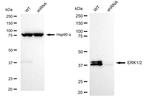 ERK1/ERK2 Antibody