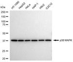 p38 MAPK Antibody in Western Blot (WB)