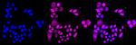 RAD51 Antibody in Immunocytochemistry (ICC/IF)