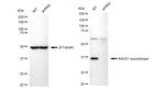 RAD51 Antibody