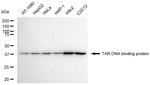 TDP-43 Antibody in Western Blot (WB)