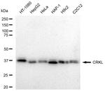 CrkL Antibody in Western Blot (WB)