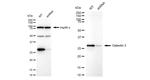 Galectin 3 Antibody