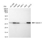 Galectin 3 Antibody in Western Blot (WB)