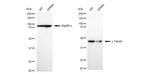 gamma Tubulin Antibody