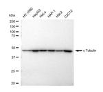 gamma Tubulin Antibody in Western Blot (WB)