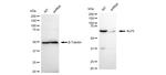 Ku70 Antibody