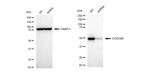 ABRA1 Antibody