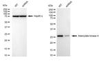 Adenylate Kinase 4 Antibody