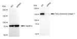 EEA1 Antibody