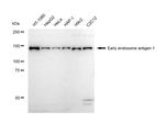 EEA1 Antibody in Western Blot (WB)