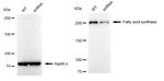 FASN Antibody