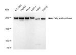 FASN Antibody in Western Blot (WB)