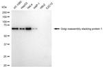 GRASP65 Antibody in Western Blot (WB)