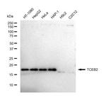 TCEB2 Antibody in Western Blot (WB)