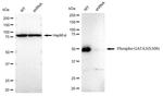 Phospho-GATA3 (Ser308) Antibody