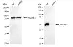 GATA2/GATA3 Antibody