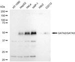 GATA2/GATA3 Antibody in Western Blot (WB)