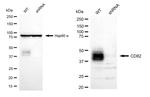 CD82 Antibody