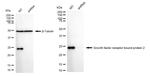 GRB2 Antibody