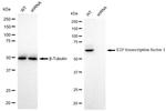 E2F1 Antibody