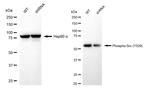 Phospho-SRC (Tyr529) Antibody