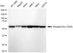 Phospho-SRC (Tyr529) Antibody in Western Blot (WB)