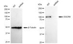 DGCR8 Antibody