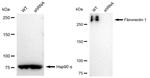 Fibronectin Antibody