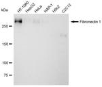 Fibronectin Antibody in Western Blot (WB)