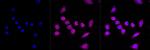 FOXO1 Antibody in Immunocytochemistry (ICC/IF)