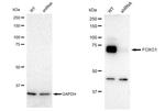 FOXO1 Antibody