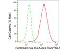 FOXO4 Antibody in Flow Cytometry (Flow)