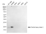 Ferritin Heavy Chain Antibody in Western Blot (WB)