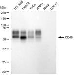 CD46 Antibody in Western Blot (WB)