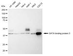 GATA3 Antibody in Western Blot (WB)