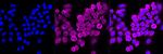 NFkB p65 Antibody in Immunocytochemistry (ICC/IF)