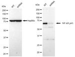 NFkB p65 Antibody