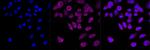 HDAC3 Antibody in Immunocytochemistry (ICC/IF)