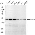 HDAC3 Antibody in Western Blot (WB)