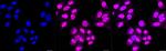 HDAC4 Antibody in Immunocytochemistry (ICC/IF)