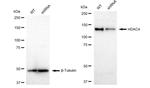 HDAC4 Antibody