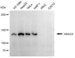 HDAC4 Antibody in Western Blot (WB)