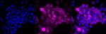 Glutamine Synthetase Antibody in Immunocytochemistry (ICC/IF)